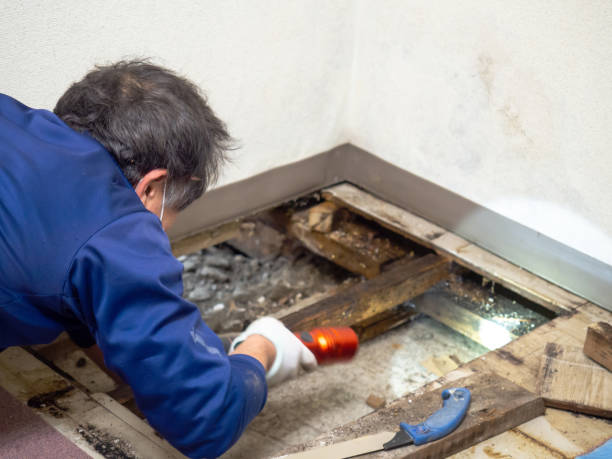 Best Residential Mold Remediation in Creve Coeur, MO