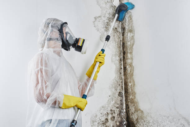 Best HVAC Mold Remediation in Creve Coeur, MO