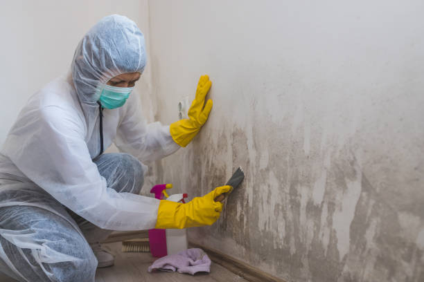 Best Basement Mold Remediation in Creve Coeur, MO