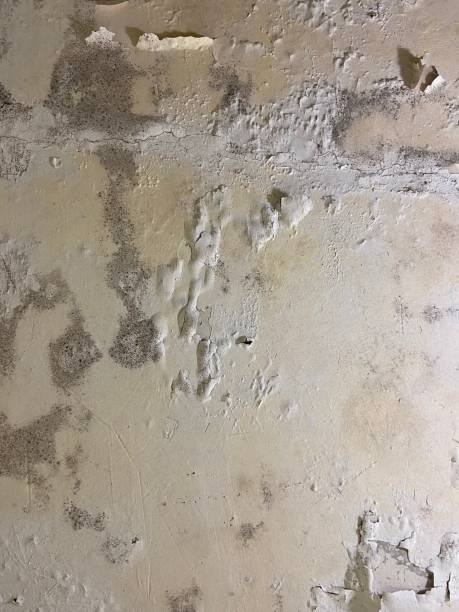 Best Post-Flood Mold Remediation in Creve Coeur, MO