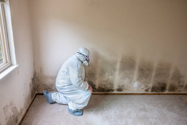 Best Industrial Mold Remediation in Creve Coeur, MO